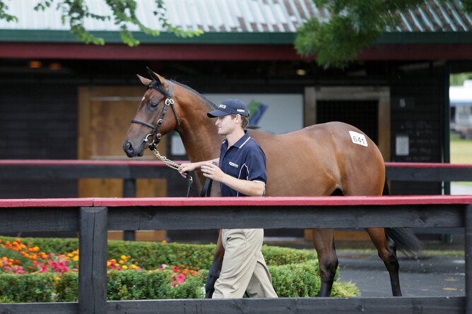 Sacred Day as a yearling at Karaka with breeder Benji King. - Trish Dunell