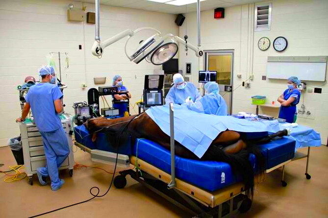 Horse on operating table at Rood and Riddle