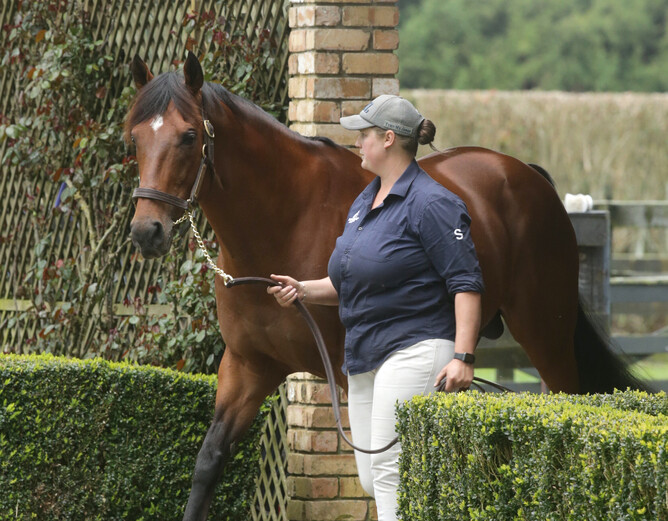 Windsor Park Stud's Turn Me Loose. - Photo: Trish Dunell