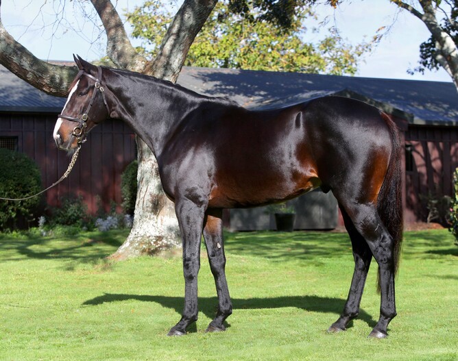 Brighthill Farm's Eminent. Photo: Supplied