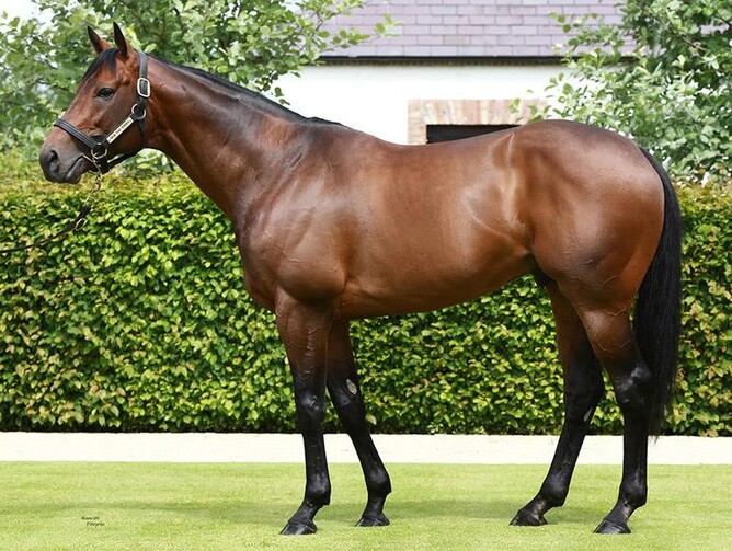 Impressive stallion Sea The Stars