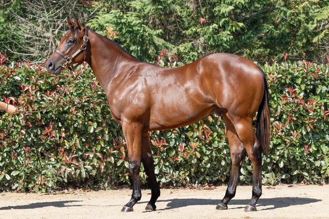 Lot 44, the Ocean Park colt out of a half-sister to Group One winners Hauraki and Kidnapped. Photo: Supplied