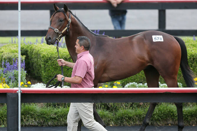 Lot 578, the Almanzor colt, who is a half-brother to Australian Group Two winner Subpoenaed, was purchased by Bruce Perry for $560,000. Photo: Trish Dunell