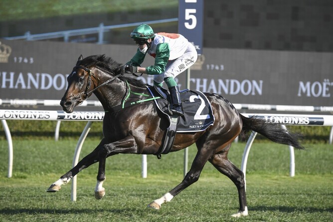 Profondo will stand at Windsor Park Stud this coming breeding season. - Photo: Bradleyphotos.com.au