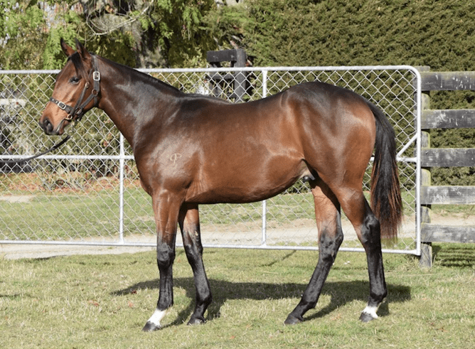 A colt by Highly Recommended from the family of Melody Belle is one of a four-strong draft offered by Clearview Park Stud at the South Island Sale which is being conducted online through Gavelhouse Plus. Photo: Supplied