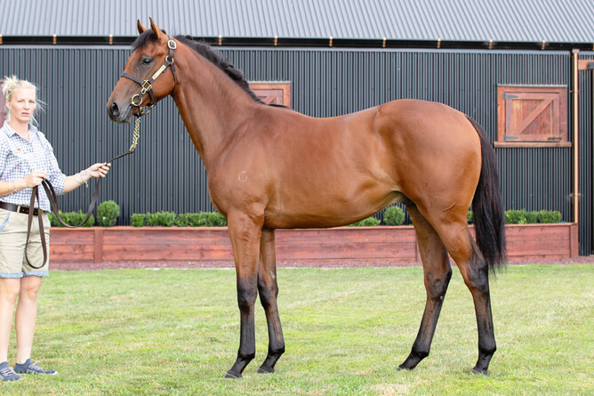 The Drought family's Tavistock - Kind Return colt