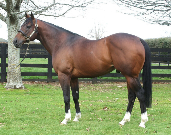 Windsor Park Stud stallion Shamexpress