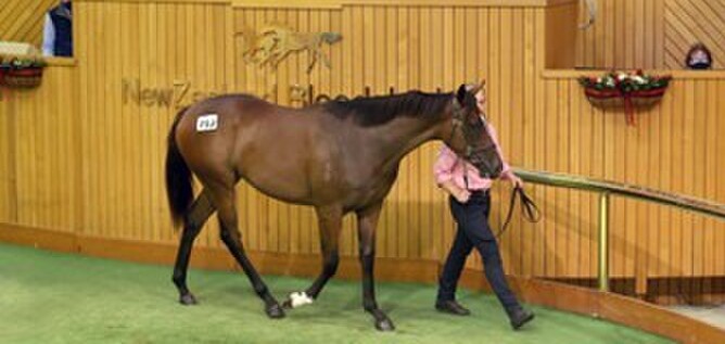Molly Bloom fetched $150,000 when breeder Scott Eagleton put her through the Karaka ring at the 2022 National Yearling Sale. - Photo: Supplied