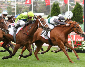 Dream result for Hallmark Stud