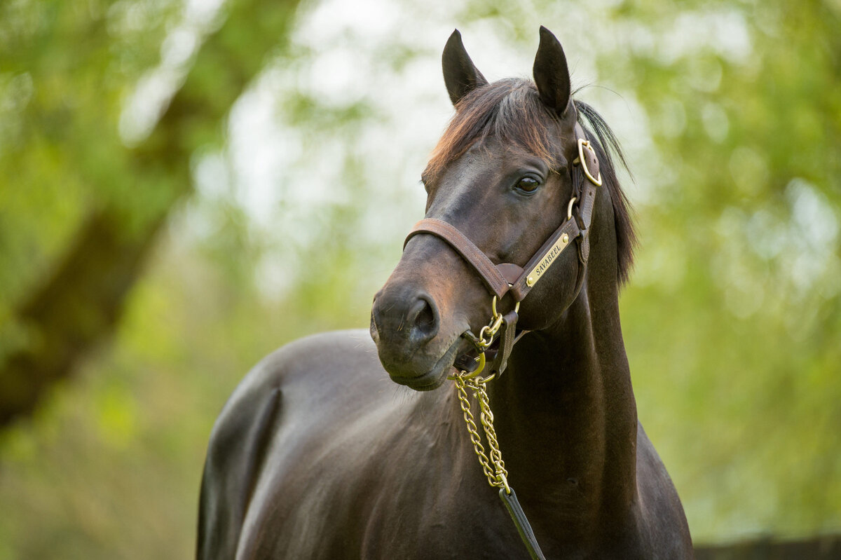Savabeel sets the standard | New Zealand Thoroughbred Breeders' Association