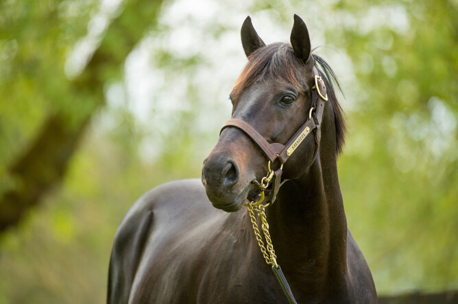 Leading New Zealand stallion Savabeel. - Sharon Chapman