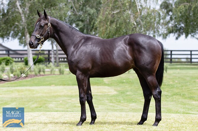 Lot 262 – the Tarzino ex Eau de Parfum colt Photo credit: Supplied