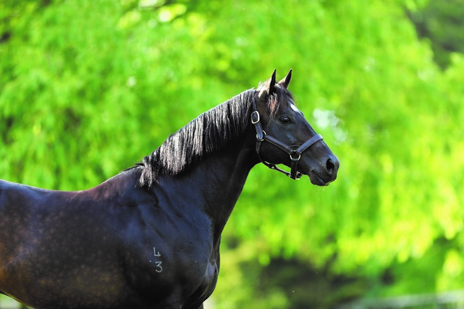 Little Avondale's Nadeem. Photo: Supplied