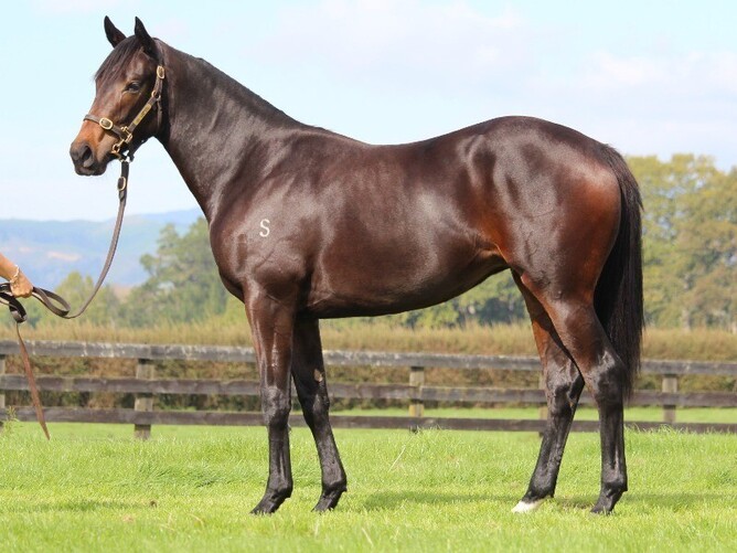 The Turn Me Loose x Black Beauty filly, top lot when sold for $72,500. - Photo: Supplied