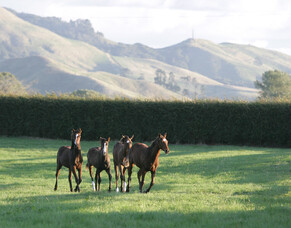 NZTBA represents breeders in healthy rivers policy change