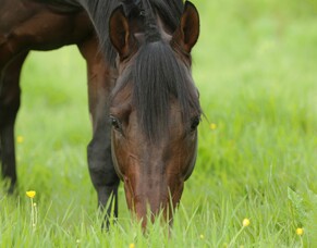 Wootton Bassett sale welcome news for Cambridge Stud