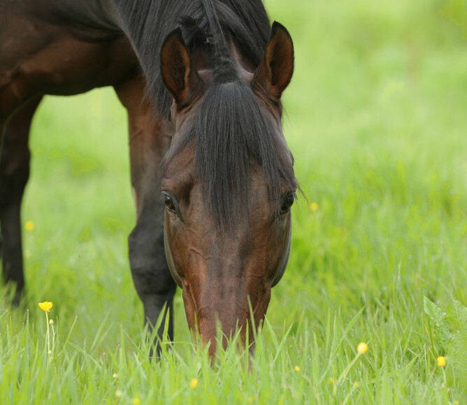 Almanzor will stand his third Southern Hemisphere breeding season at Cambridge Stud this year Photo: Supplied