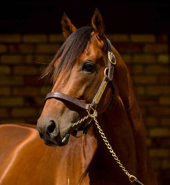 Windsor Park Stud stallion Turn Me Loose. Photo: Sharon Chapman