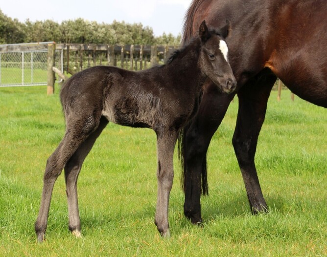 Ace High x Gold Rose filly. Photo: Supplied