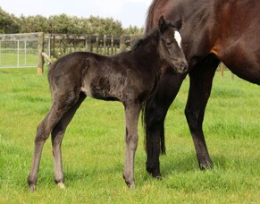 First NZ Foal for Ace High