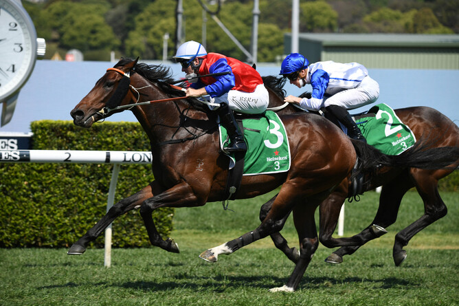 Australian Group Two winner and multiple Group One performer Hilal will stand at Grangewilliam Stud.  - Photo: Steve Hart