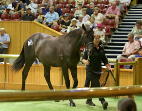 NZB Update- Karaka 2021