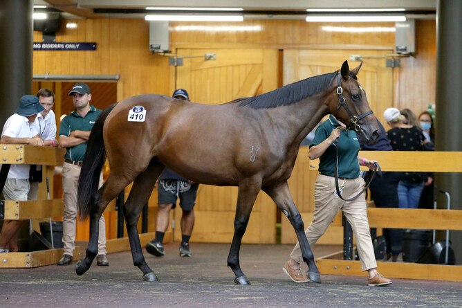 Lot 410, the Fastnet Rock filly from Memories Of You Photo: Trish Dunell