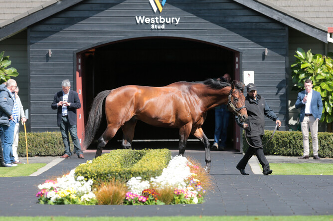 Telperion on parade at Westbury Stud. Photo: Trish Dunell