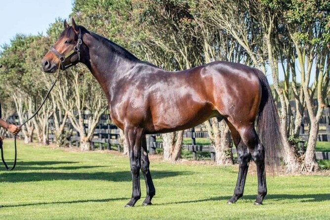 Tarzino (NZ) | Standing at Westbury Stud