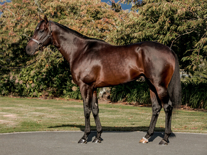Ardrossan will stand at Waikato Stud this coming season for a fee of $8,000+gst. - Nicole Troost