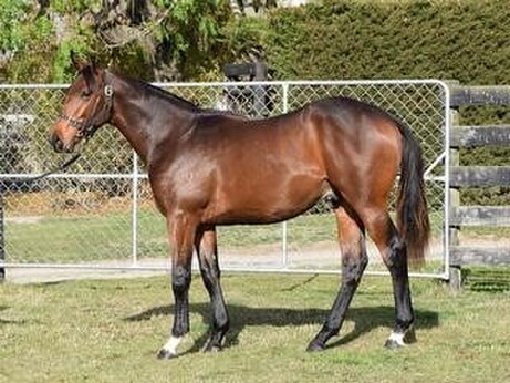 Lot 36 (Highly Recommended x Vannista Belle), a close relation to Melody Belle. Photo: Supplied