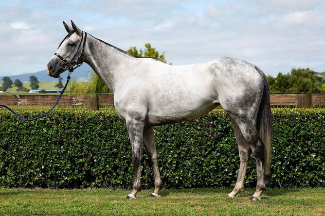 Stakes-winning mare, Aromatic - Photo: Supplied
