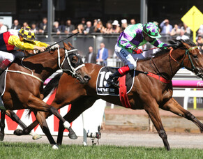 Auckland breeders thank their lucky star