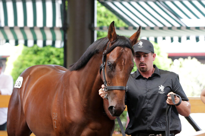 Lot 630, the Deep Field colt from the draft of Kaha Nui Farm will head to Hong Kong after being purchased by Jamie Richards. - Photo: Trish Dunell