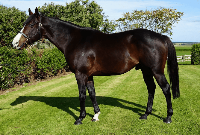 The Bold One, standing at Grangewilliam Stud - Photo: gwstud.com