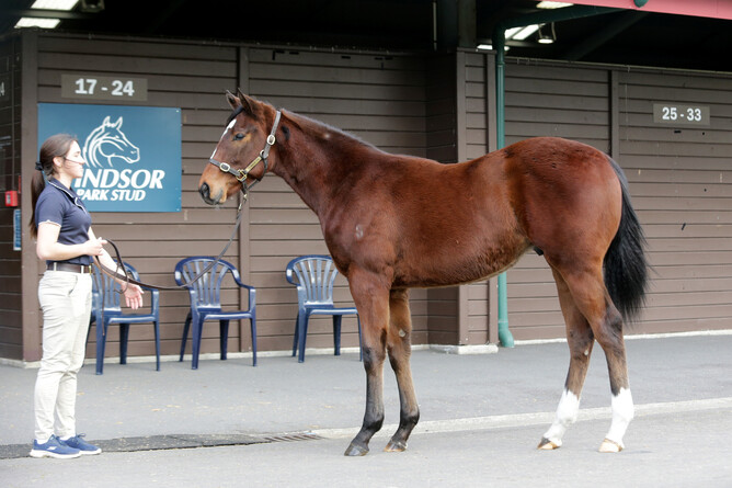 Lot 59, a colt from the first crop of Windsor Park Stud’s Profondo - Photo: Trish Dunell