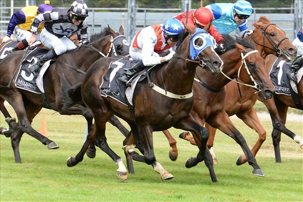Gaultier (#7) wins the Levin Classic at Trentham on 17/1/15 - Picture courtesy of Race Images