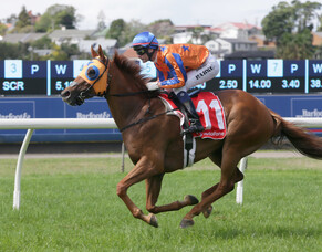 Taranaki breeders do it again!