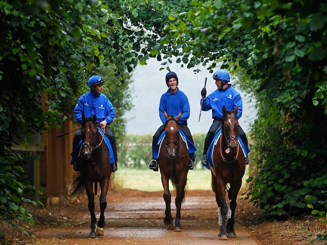 The Godolphin blue is a familiar site around the roads in Newmarket