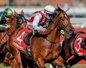 Super Seth retires to Waikato Stud