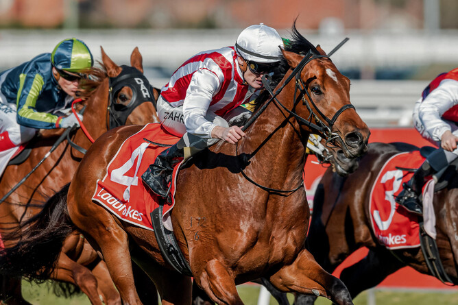 Group One winner Super Seth will retire to Waikato Stud this season. Photo: Supplied