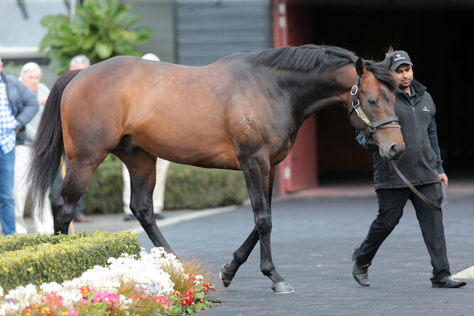 Westbury Stud stallion Tarzino Photo Credit: Trish Dunell