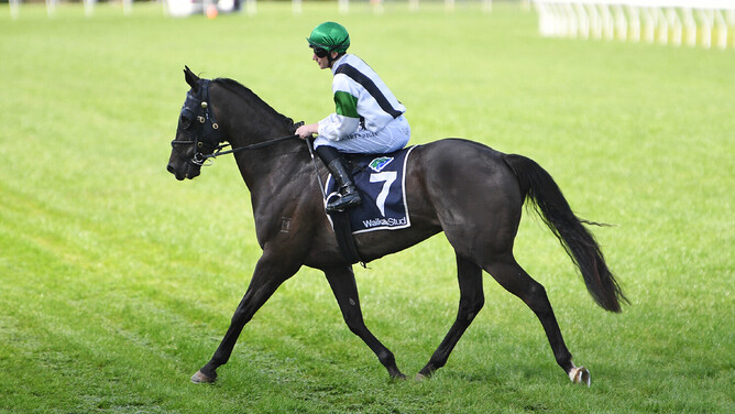 Agera and rider Matt Cartwright return to scale after winning the Team Wealleans Matamata Cup.  - Photo: Kenton Wright (Race Images)