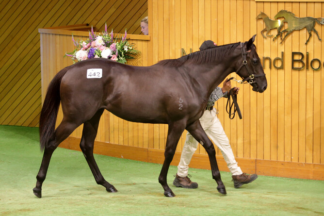 Sheamus Mills went to $650,000 to secure the Savabeel x Stolen Gem filly from the draft of Haunui Farm - Photo: Trish Dunell