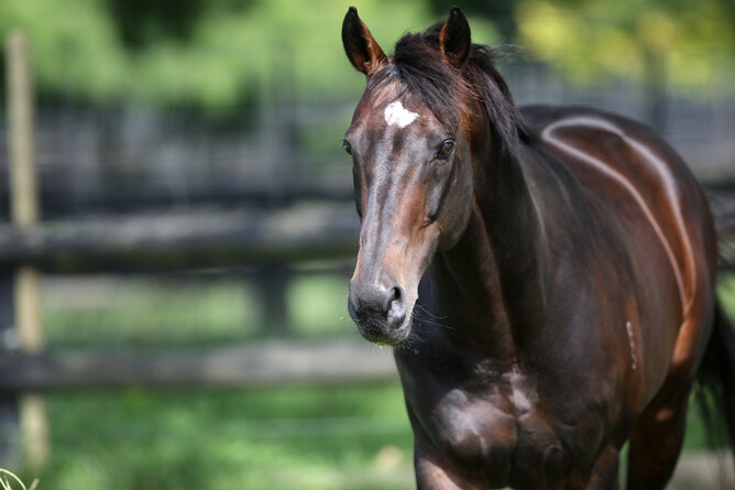 AUDIO: Aidan Rodley talks about the passing of Cambridge Stud stallion Tavistock. Photo: Trish Dunell - CLICK IMAGE TO PLAY