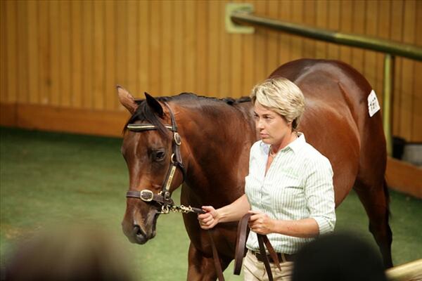 Pictured above - Premier Sale 2012 - Sarah Devcich leading a Darci Brahma colt in the Henley Park draft. - Picture by Trish Dunell