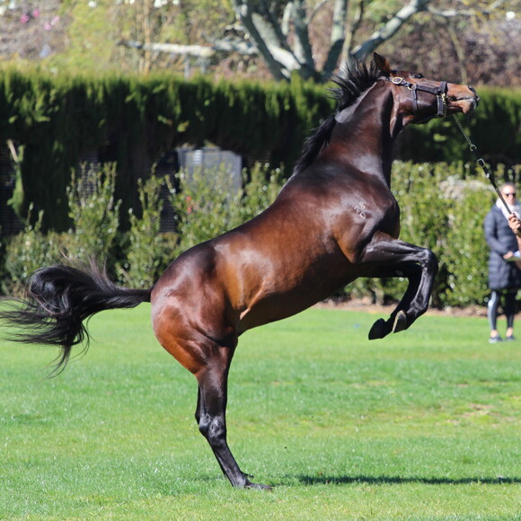 STUD BOOK | New Zealand Thoroughbred Breeders' Association