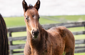 Tarzino - Coyote Miss Colt