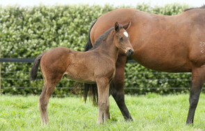 Preferment - Moodhilla