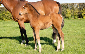 Tarzino - Clarify Filly